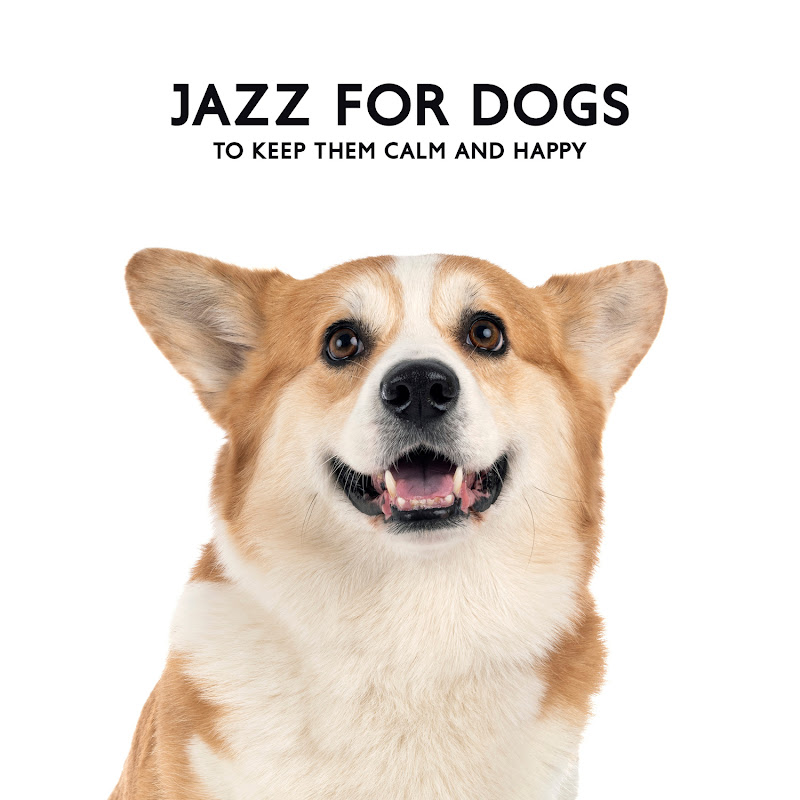 Jazz for Dogs to Keep Them Calm and Happy