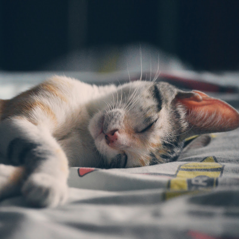 #1 Sleepy Relaxation Collection