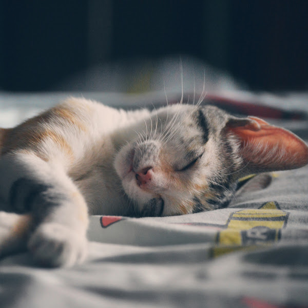 #1 Sleepy Relaxation Collection