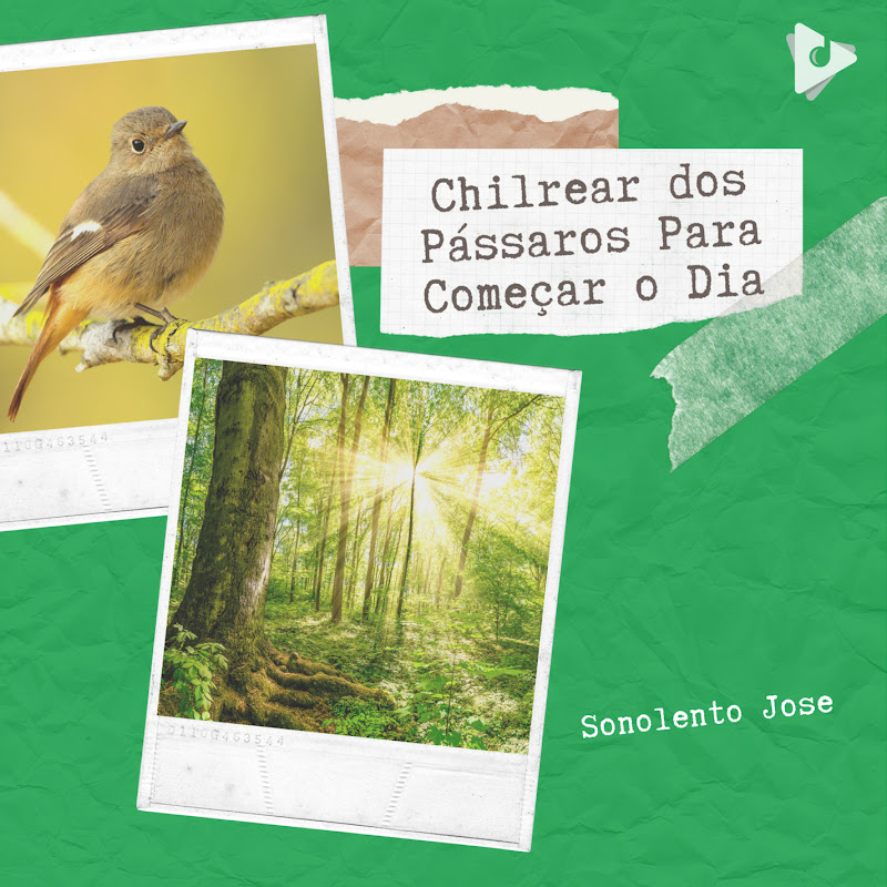Chilrear dos Pássaros Para Começar o Dia