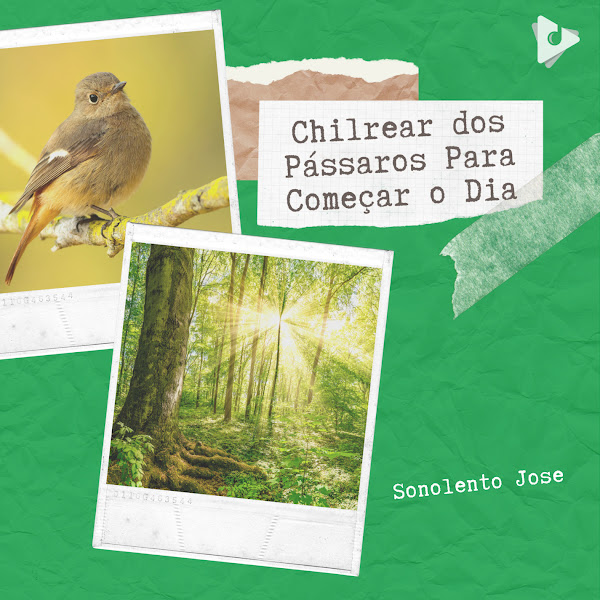 Chilrear dos Pássaros Para Começar o Dia